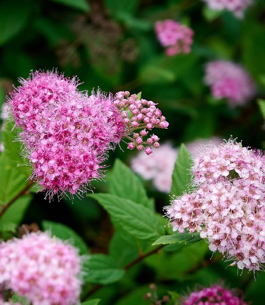 Spiraea japonica 'Manon'